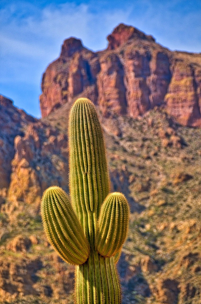 A Saguaro cactus puts up its dukes along the Reavis Trailhead Road off the Apache Trail in Arizona.