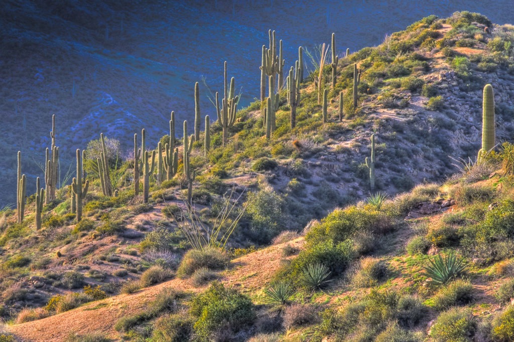 Saguaro cap a ridge above Apache Lake, east of Phoenix. Also present are ocotillo, yucca, and agave.