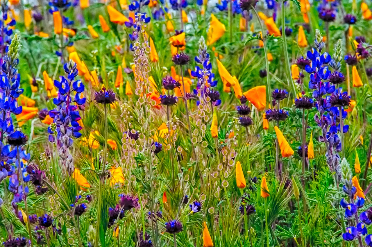 A colorful stand of Desert Lupine, Mexican Gold Poppies and Chia flowers along the Apache Trail in Arizona. Arizona spring wildflowers.