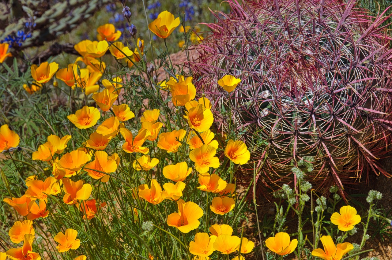A patch of golden Mexican Poppies grows next to a young Fishhook Barrel cactus near Apache Lake, off the Apache Trail in Arizona.