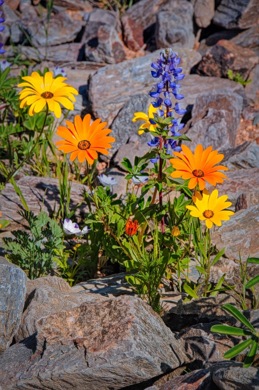 A cluster of Cape Marigolds and a lupine glow in the afternoon sun at the Apache Lake Marina and Resort off the Apache trail in Arizona.