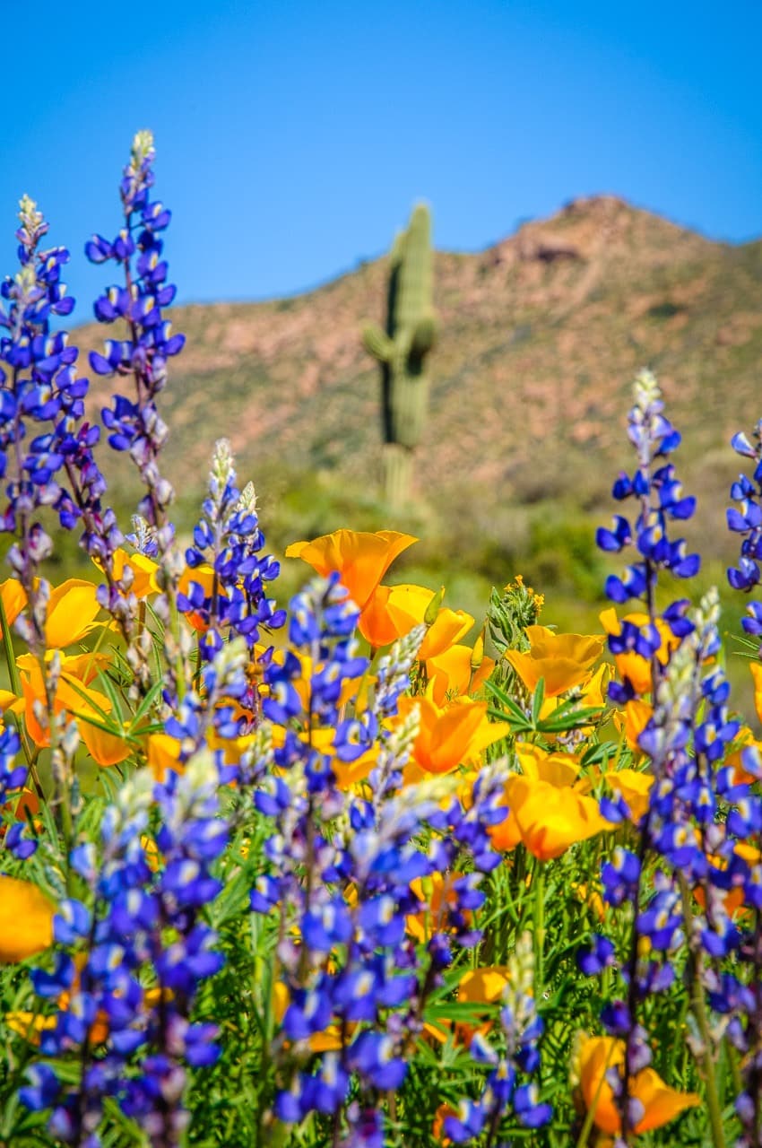 Mexican yellow poppies and desert lupine wave in the breeze along the entrance road to Apache Lake Marina and Resort in Arizona.