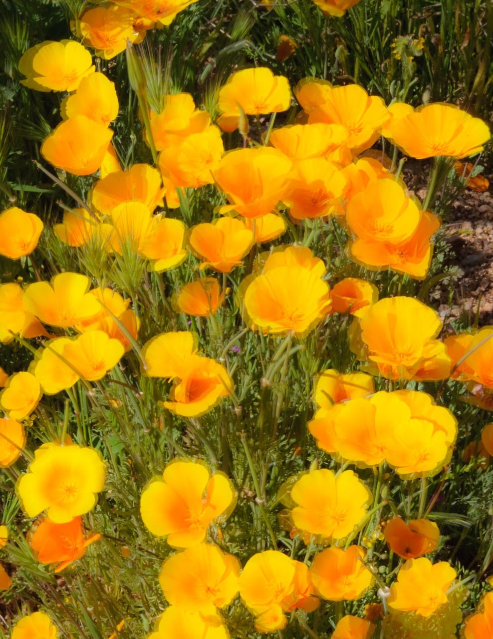 Mexican Gold Poppies flutter in the stiff breeze along the Apache Trail in Arizona.