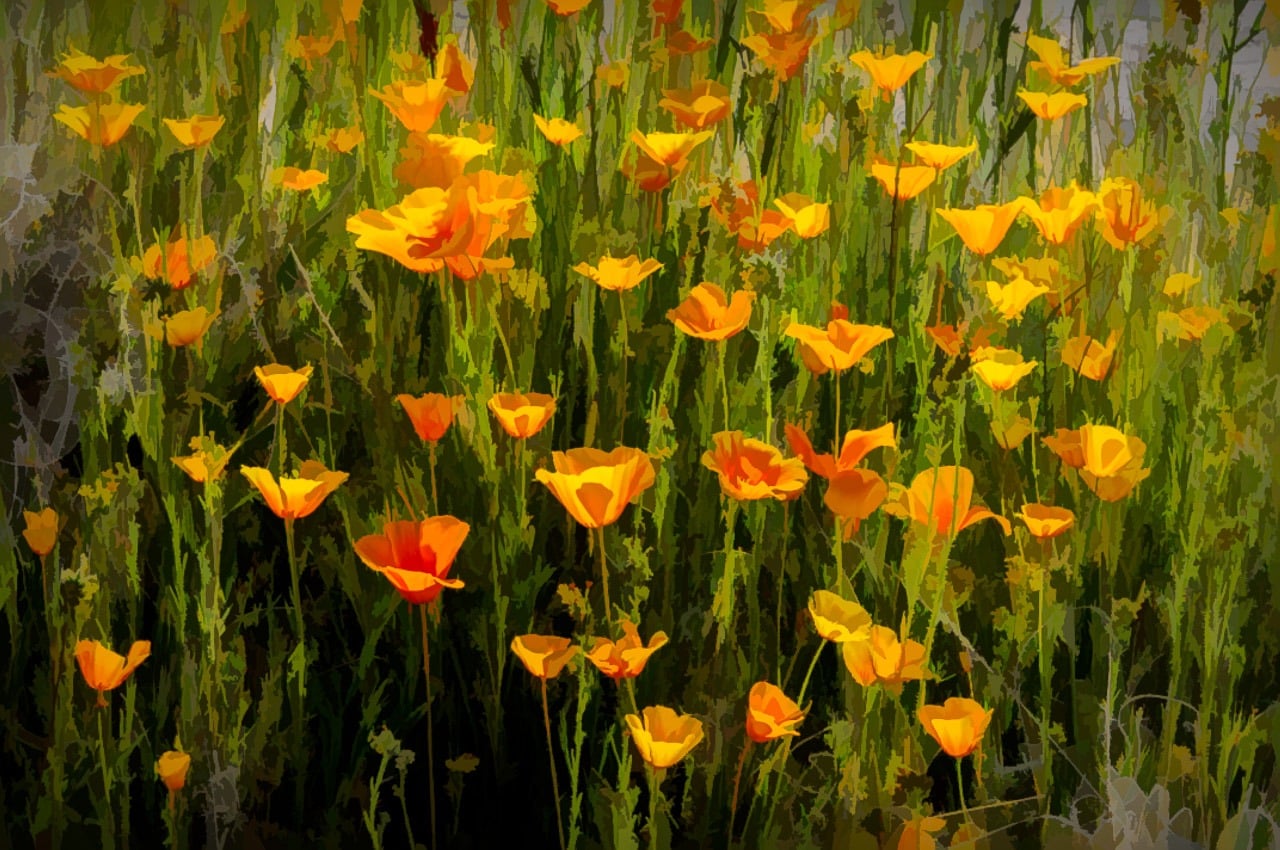 An illustration of Mexican Gold Poppies flutter in the stiff breeze along the Apache Trail in Arizona.
