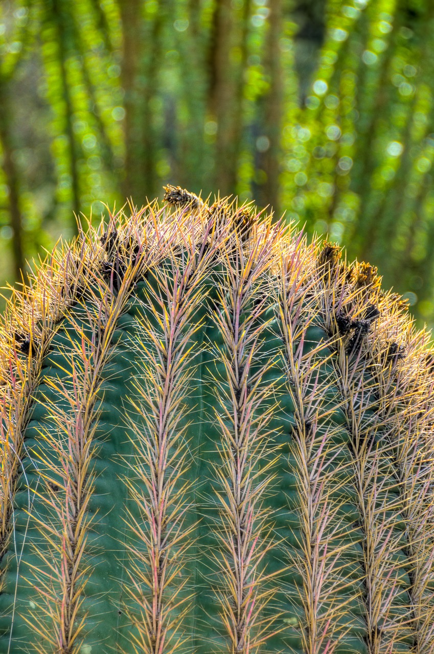 Close up of a barrel cactus growing in front of an Ocotillo.