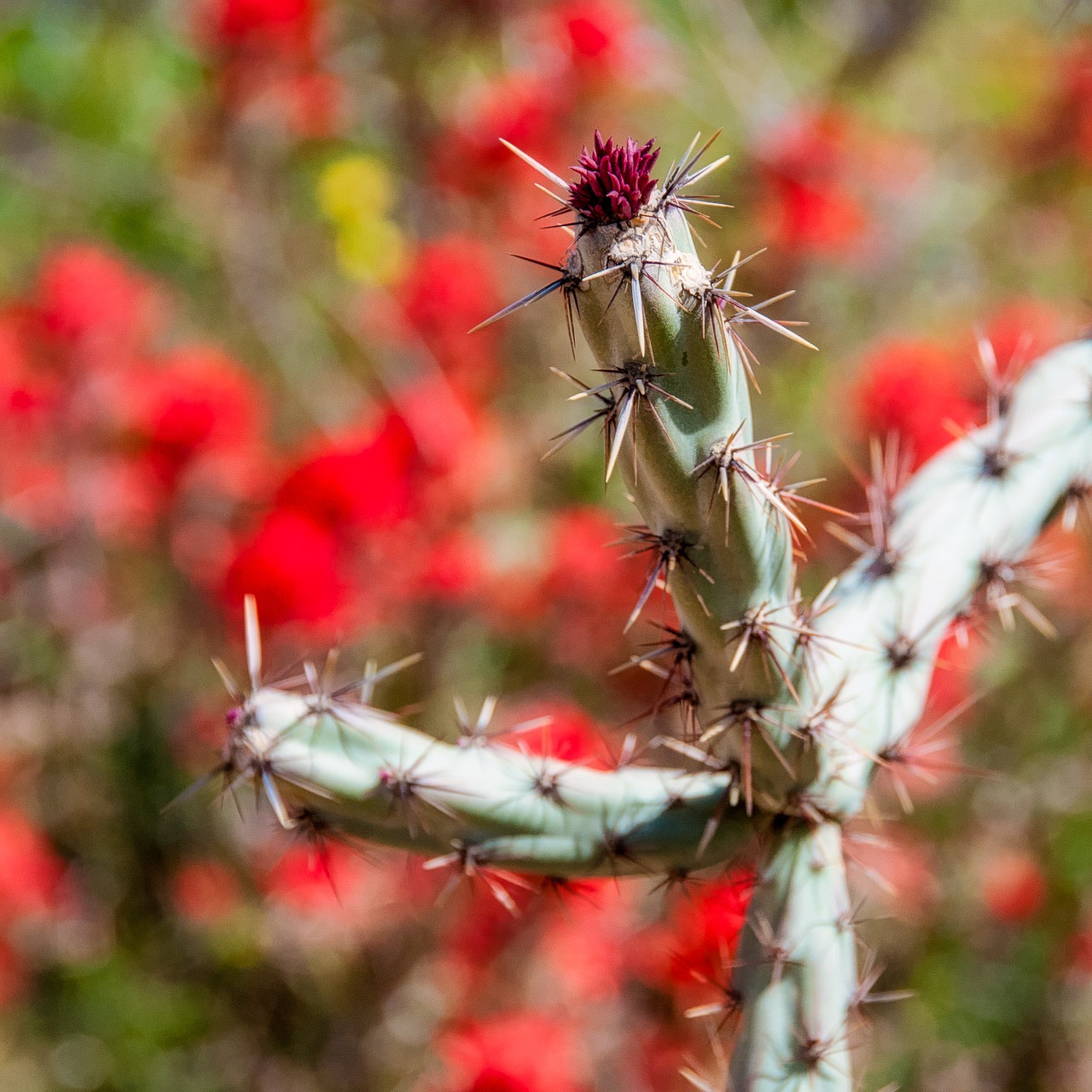 A Cane Cholla starts to bud in the Sonoran Desert along the Apache Trail in Arizona.