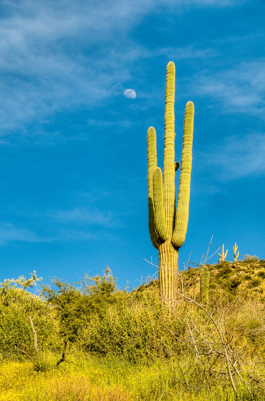 The last-quarter moon appears to hang above a Saguaro cactus up the road from Apache Lake, along the Apache Trail in Arizona.