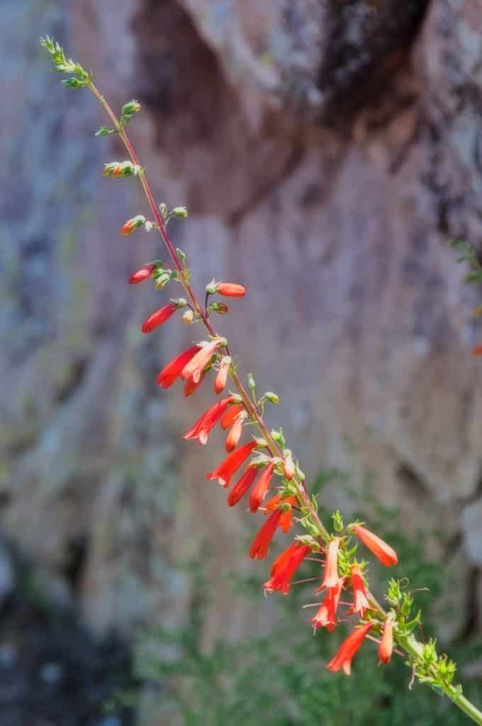 Firecracker penstemon grows along the Apache Trail in Arizona.