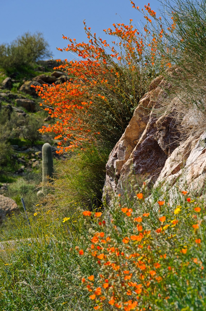Globe Mallow grows along the Apache Trail in Arizona.