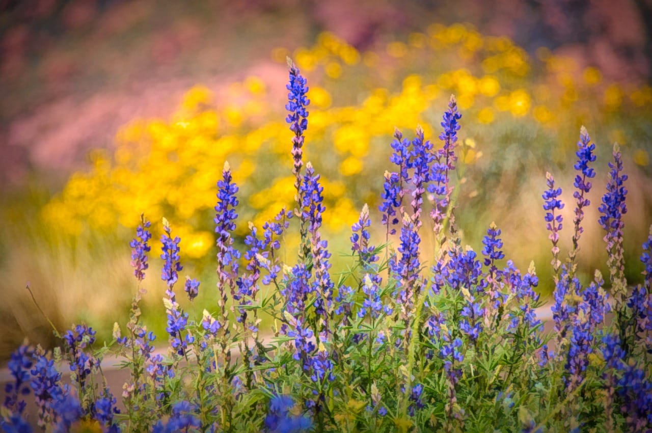 An illustration Desert Lupine standing in front of a field of Mexican Gold Poppies along the Apache Trail in Arizona.