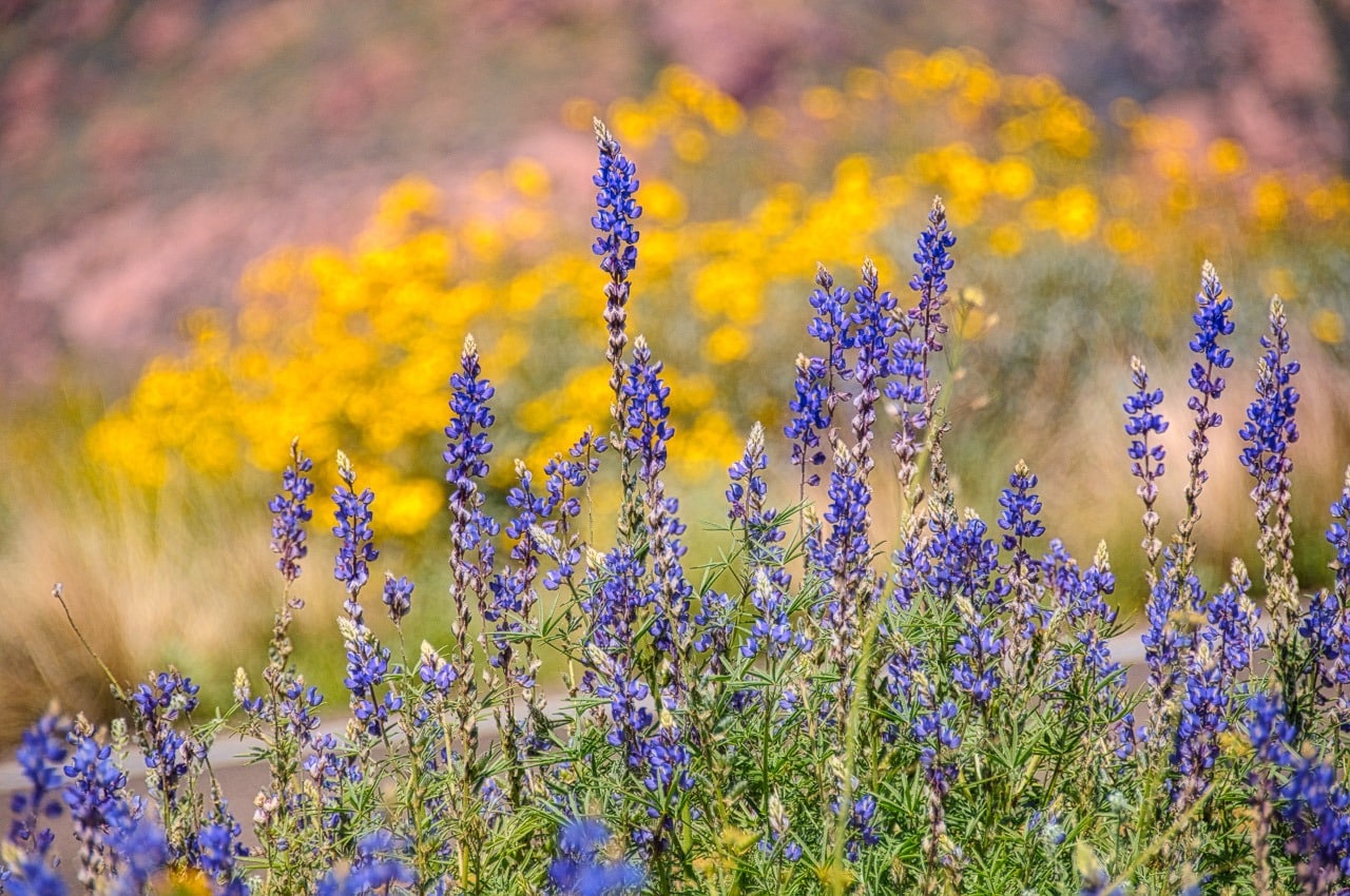 Desert Lupine stands in front of a field of Mexican Gold Poppies along the Apache Trail in Arizona.
