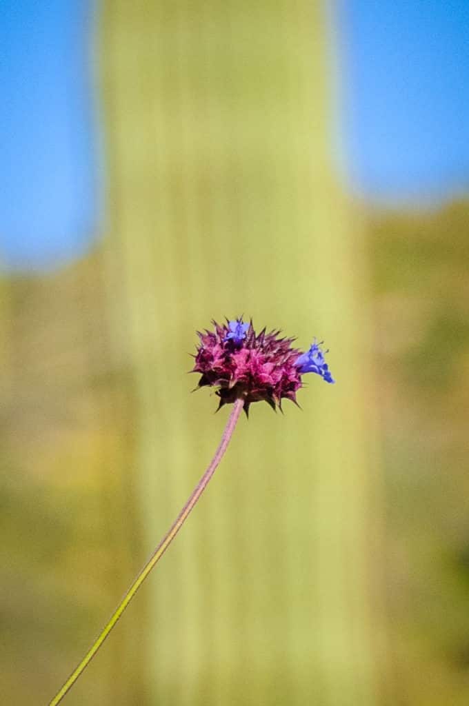 A lovely Chia Flower starts to bloom among the saguaro.