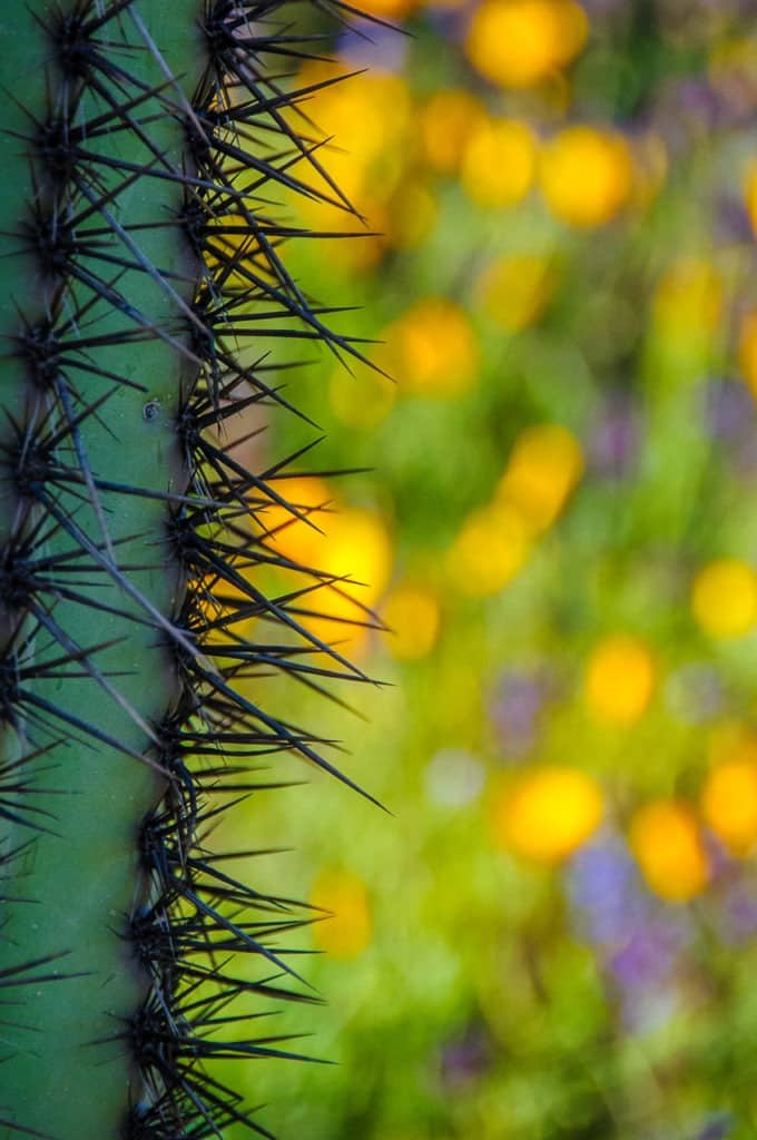 A lone saguaro stands amid a field of mixed wildflowers along the Apache Trail in Arizona.