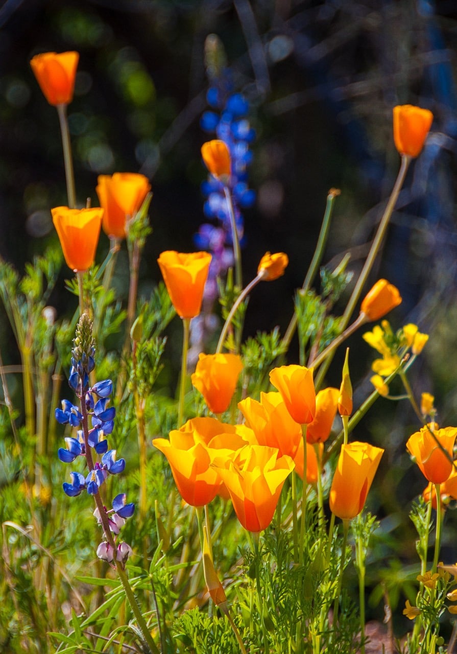 A nice arrangement of Mexican Gold Poppies and Desert Lupine gracing a Sonoran Desert meadow on the Apache Trail in Arizona.