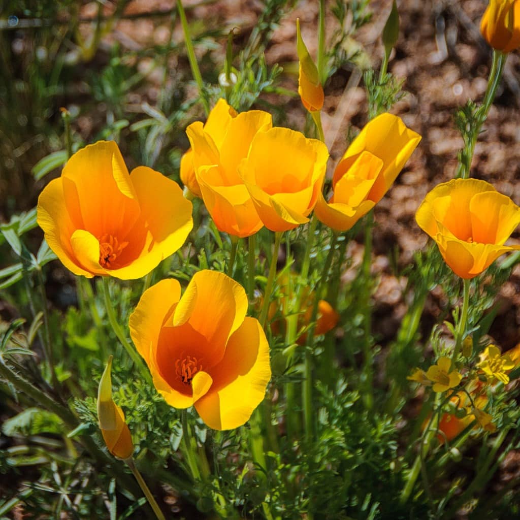 These Mexican Gold Poppies barely stood still long enough for a photo in the whipping wind along the Apache Trail in Arizona.