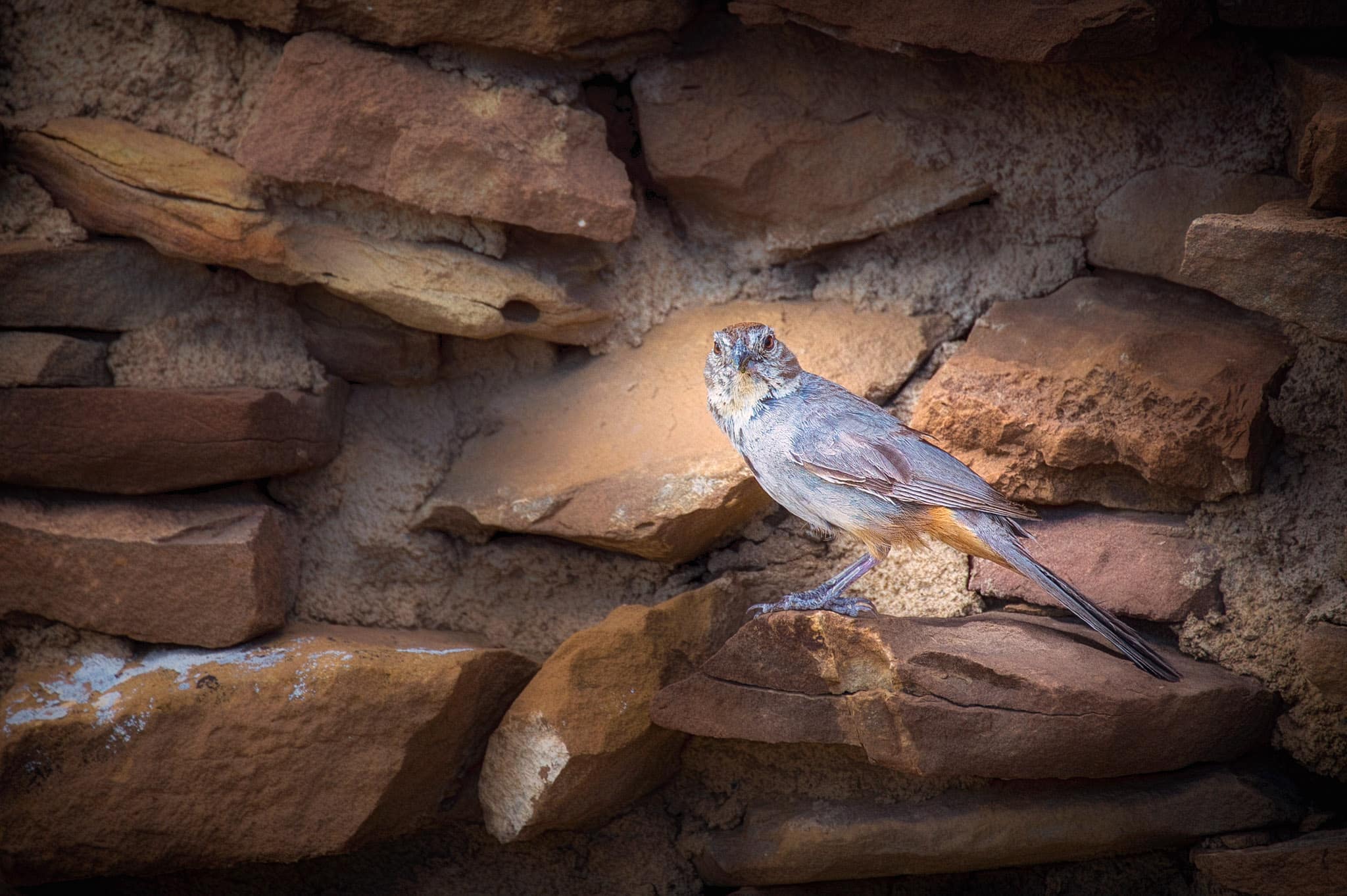 A Canyon Towhee gives us the eye from his ledge on and interior wall of Pueblo del Arroyo in Chaco Canyon, New Mexico.