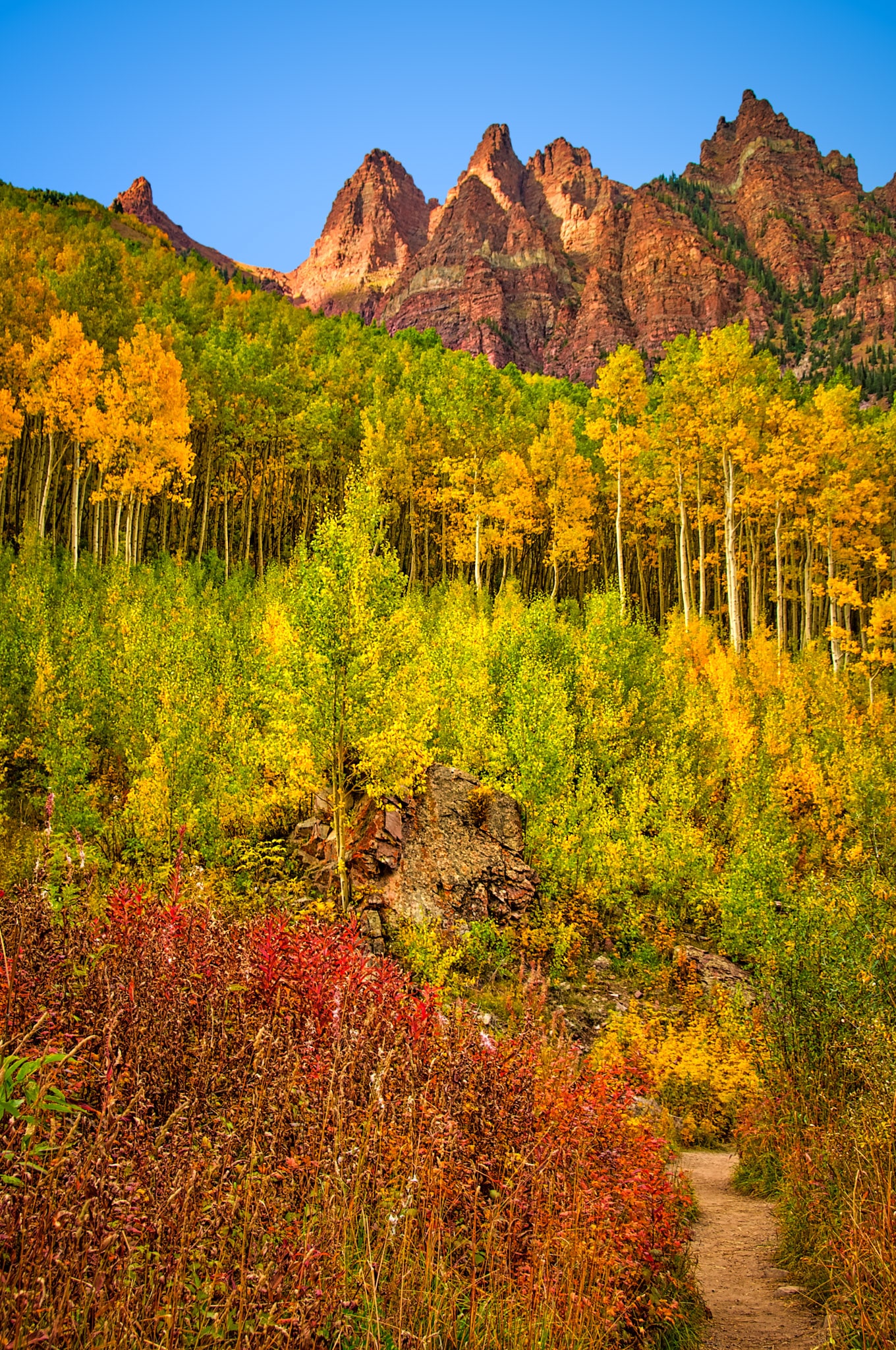 A view along the trail in the Maroon Bells Recreation Area showcases turning aspens and fireweed.