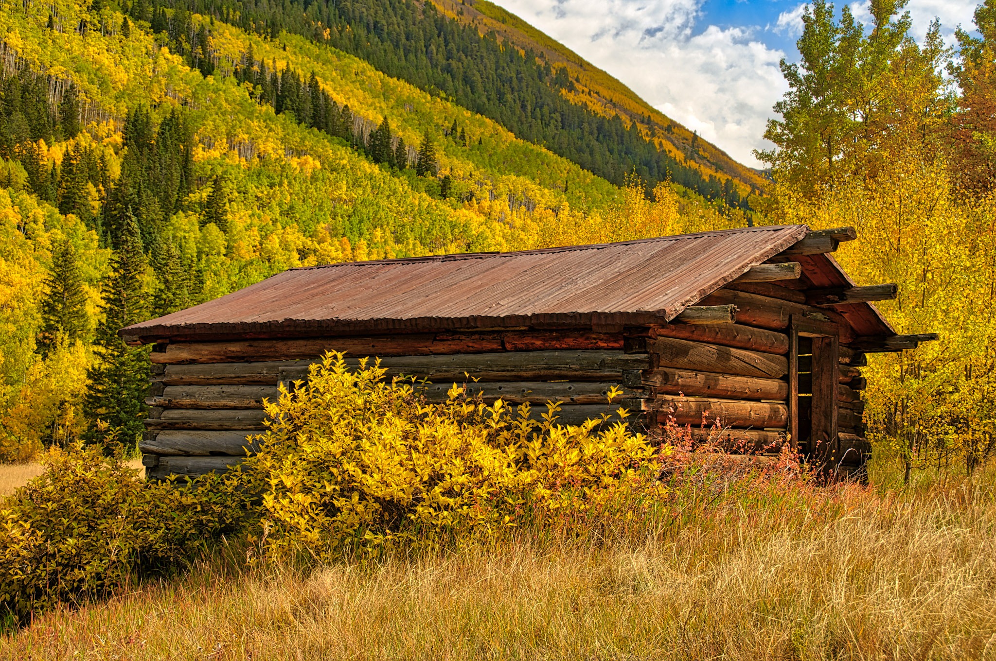 An abandoned miner's cabin in the ghost town of Ashcroft, Colorado, is framed by blazing aspens.