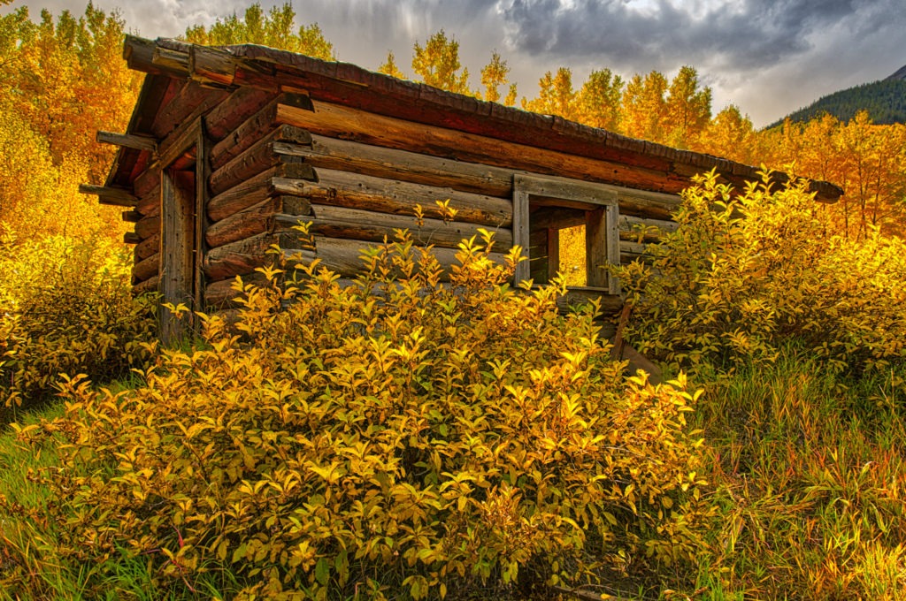 An abandoned miner's cabin in the ghost town of Ashcroft, Colorado, is framed by blazing aspens.