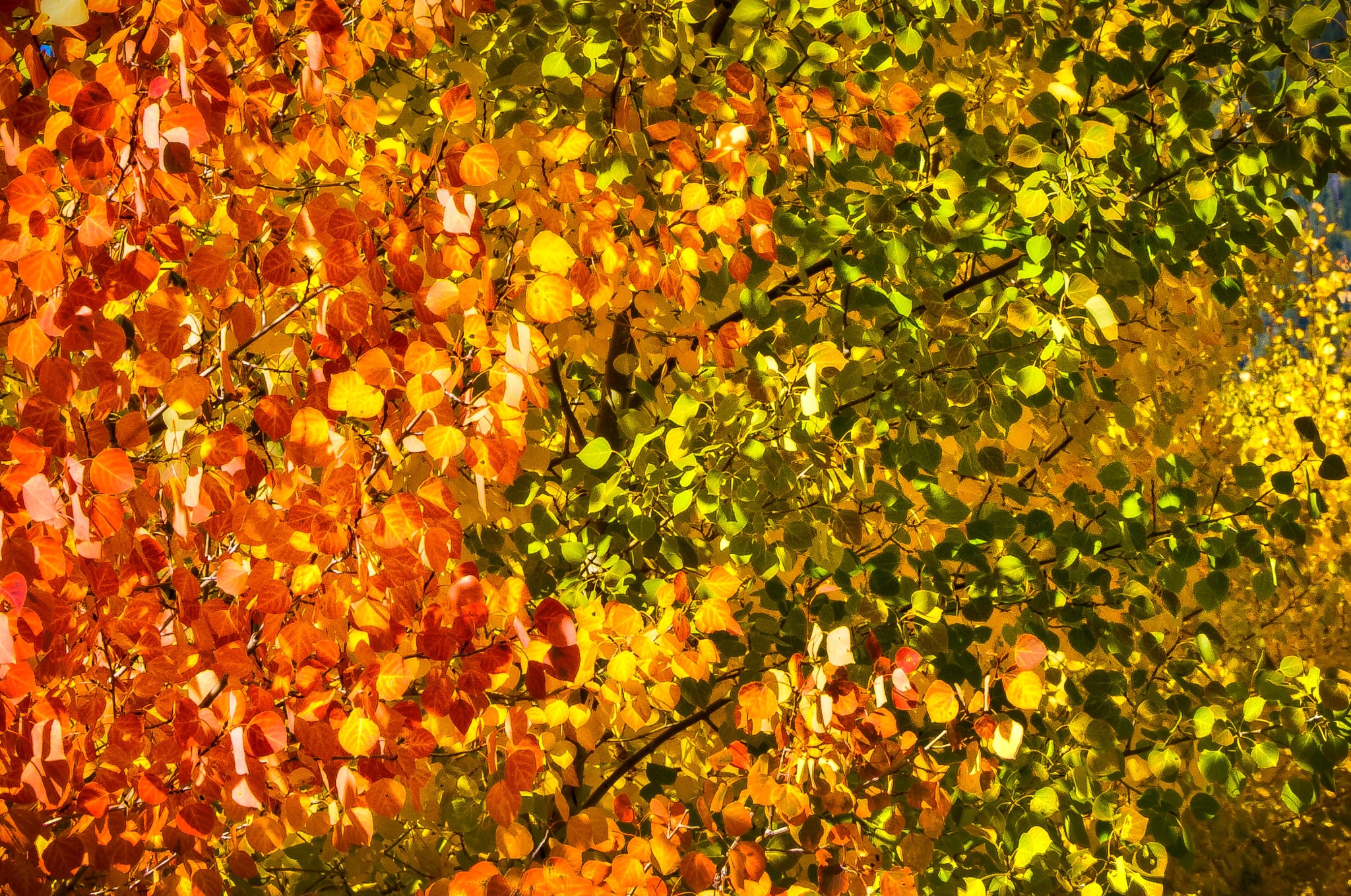 A close-up of a small grove of aspens exhibiting a spectrum of fall colors from red through orange, yellow, and green.