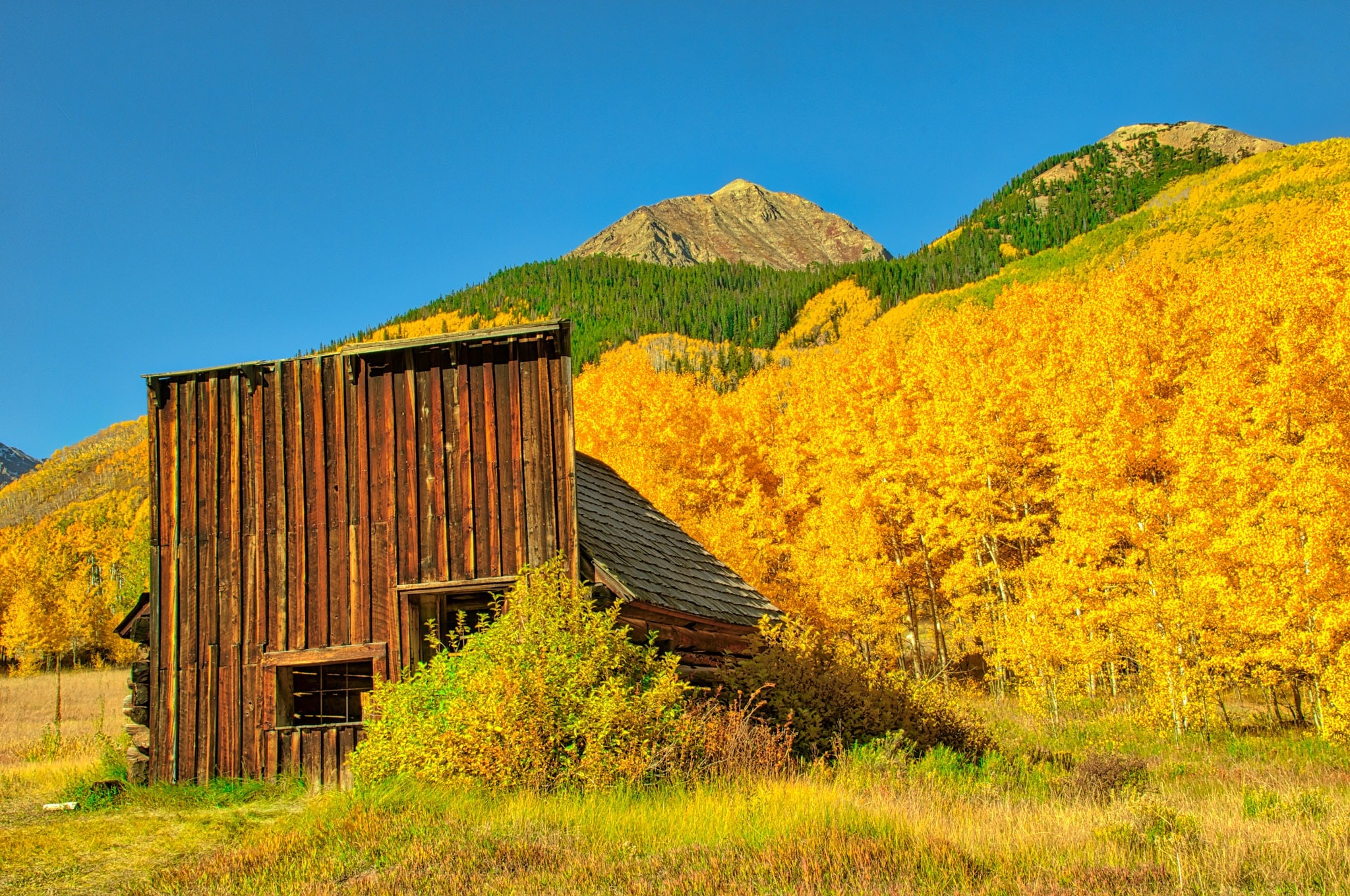 An abandoned false front cabin, which was probably a store, in the ghost town of Ashcroft, Colorado, is framed by blazing aspens.