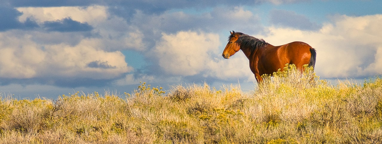 Horse along Glen Bench Road, south of Vernal, Utah.