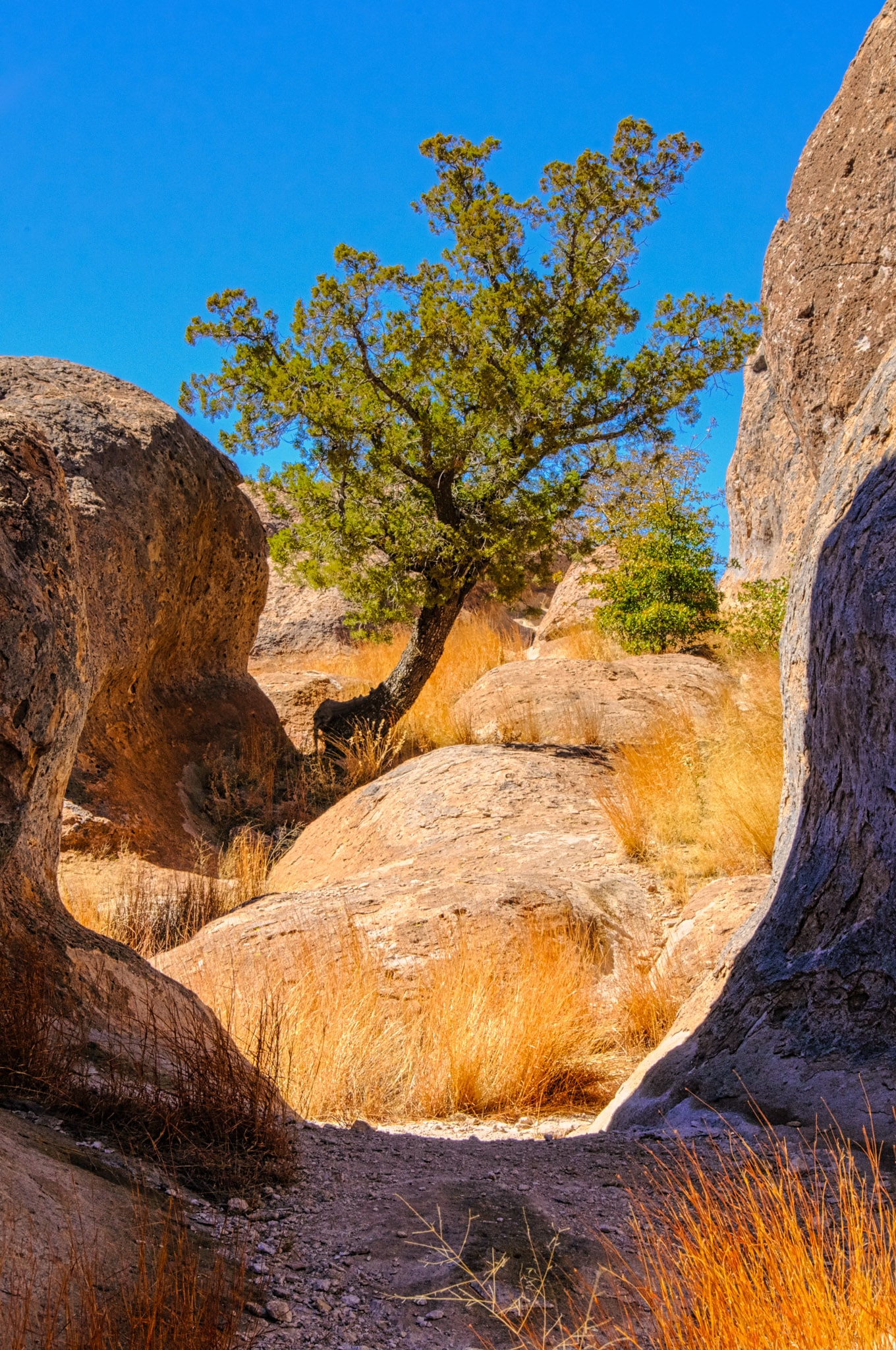A juniper tree with aqn alligator skin trunk grows amongst the pinnacles in City of Rocks State Park between Deming and Silver City, New Mexico.