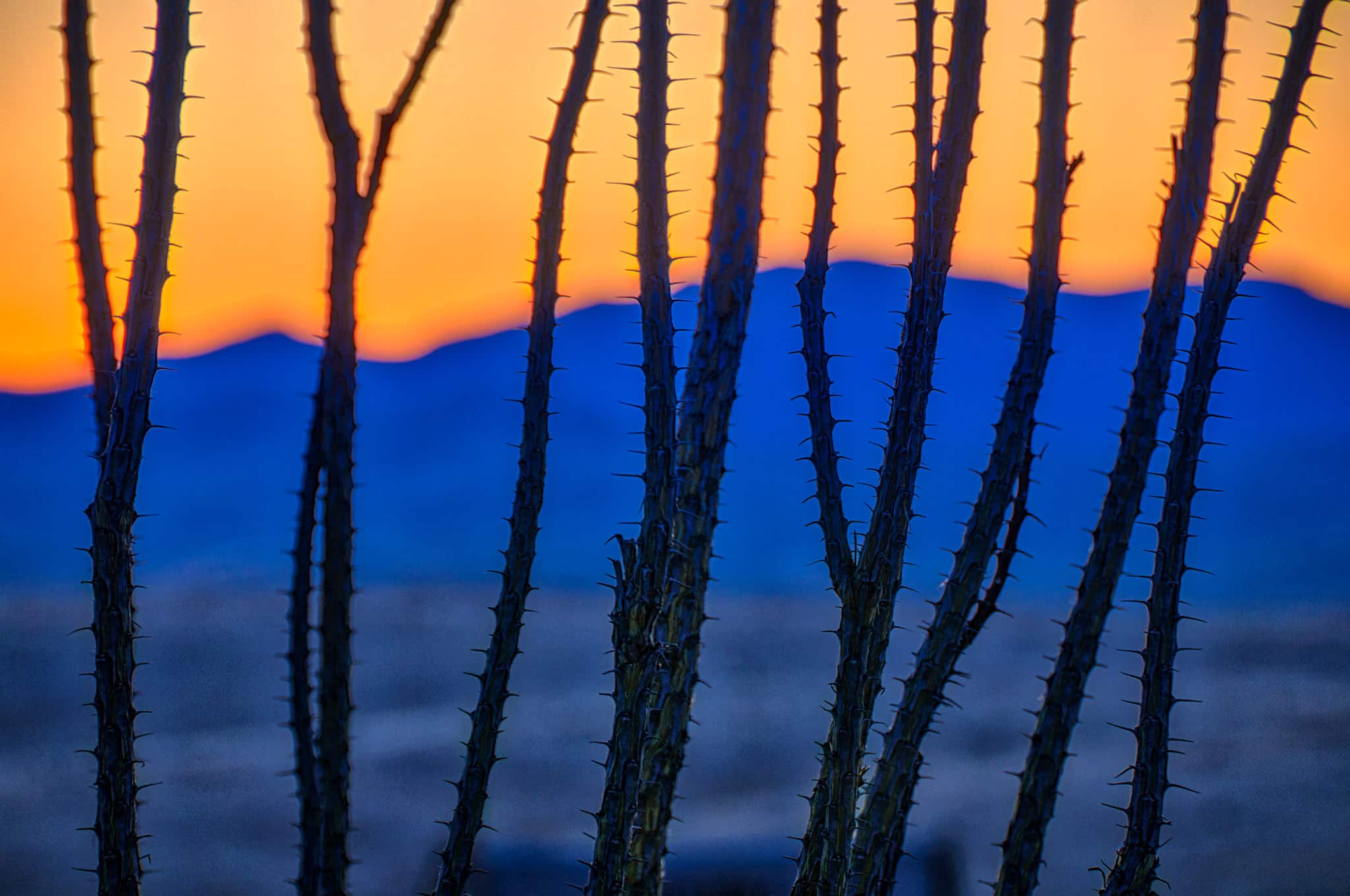 The branches of an ocotillo are silhouetted against blue sunset mountains in City of Rocks State Park, New Mexico.