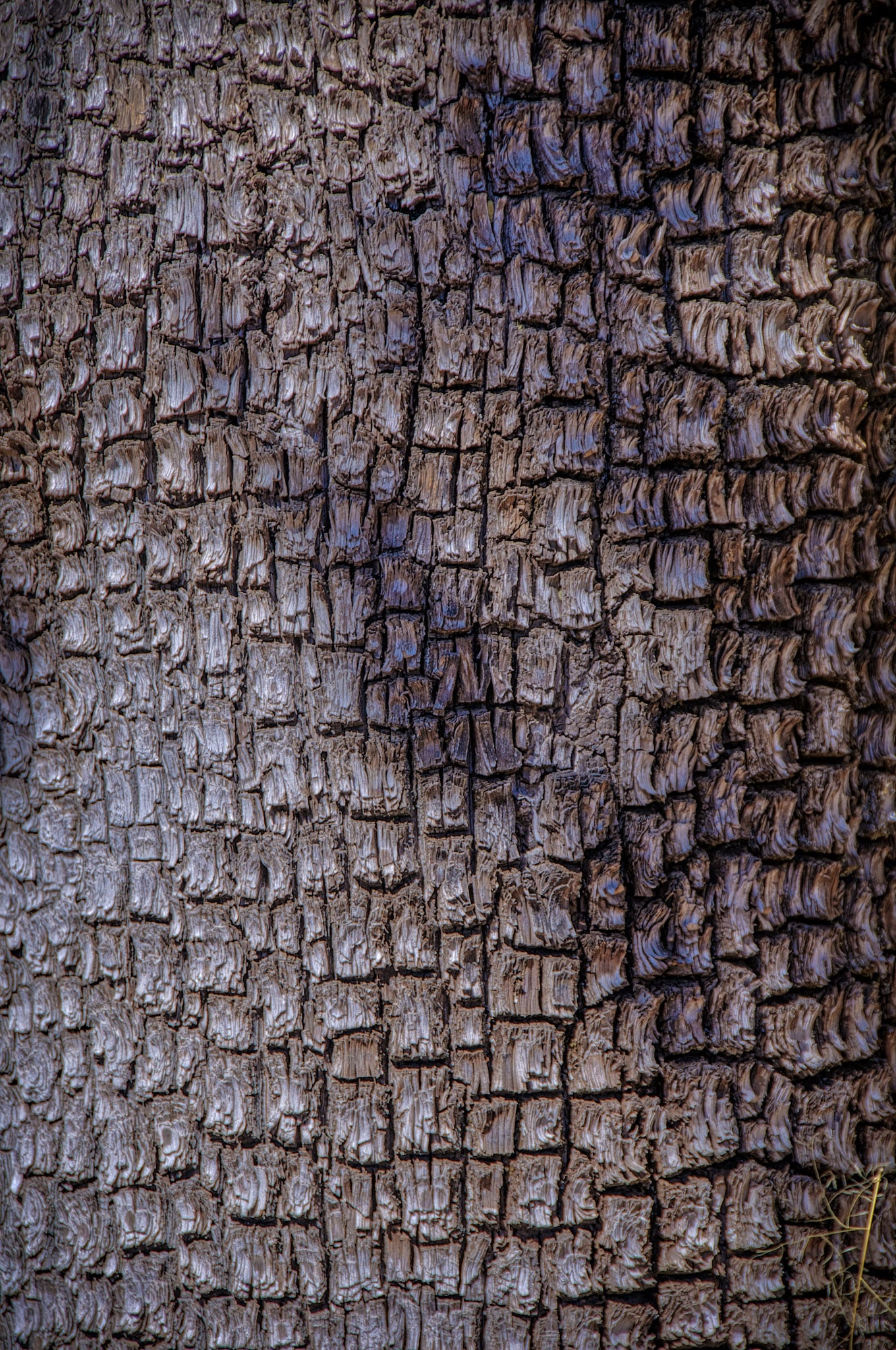 This alligator bark is typical of the Juniperus deppeana. This particular juniper tree grows near the Devils Den Canyon Study Area near Carlsbad, New Mexico.