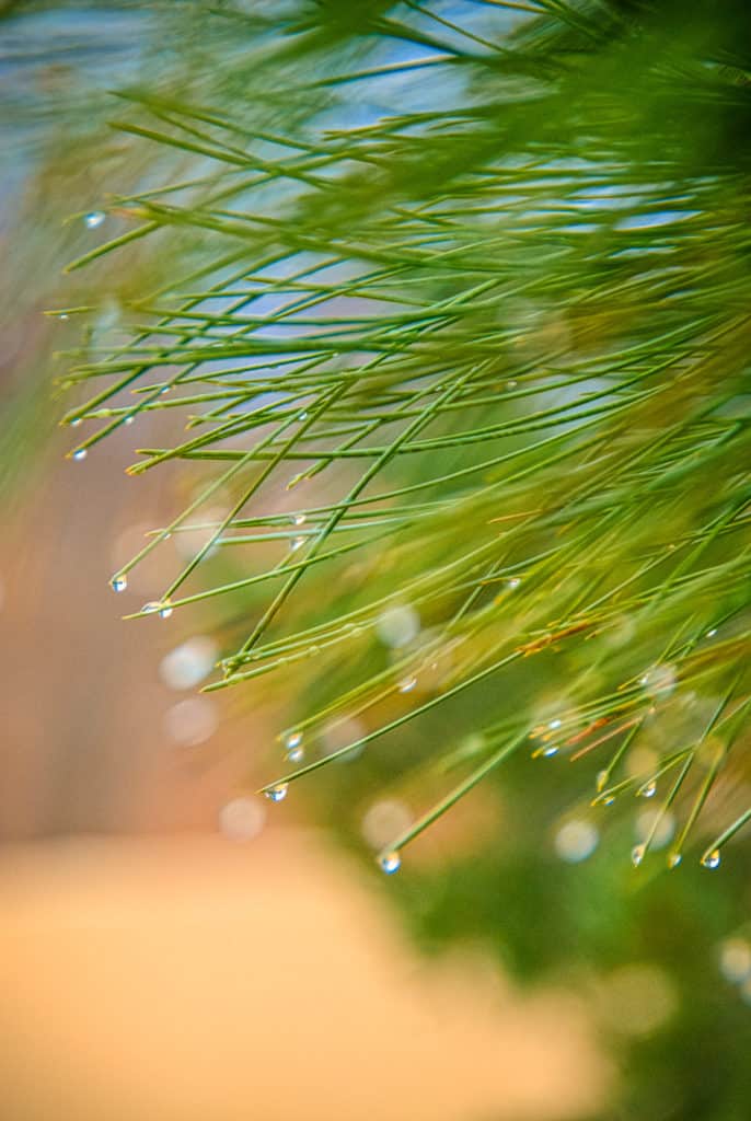 Water drops glisten on a pine tree near the parking lot of the Living Desert Zoo and Gardens in Carlsbad, New Mexico.