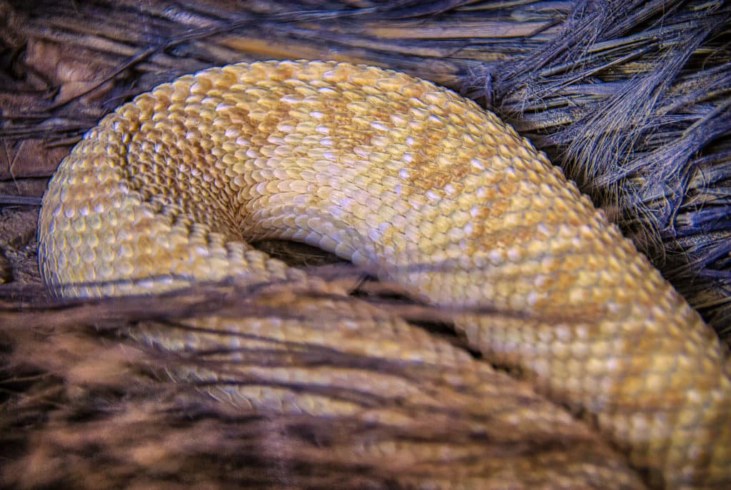 A close-up of a part of an albino rattlesnake taken at the Living Desert Zoo and Gardens in Carlsbad, New Mexico.