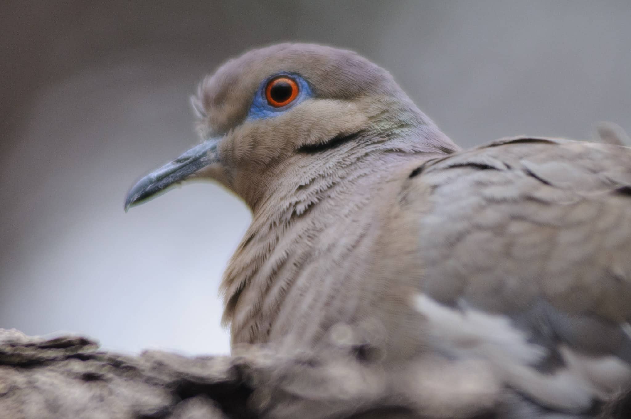 Close-up view of the head of a White-winged dove in the Living Desert Zoo and Gardens in Carlsbad, New Mexico.