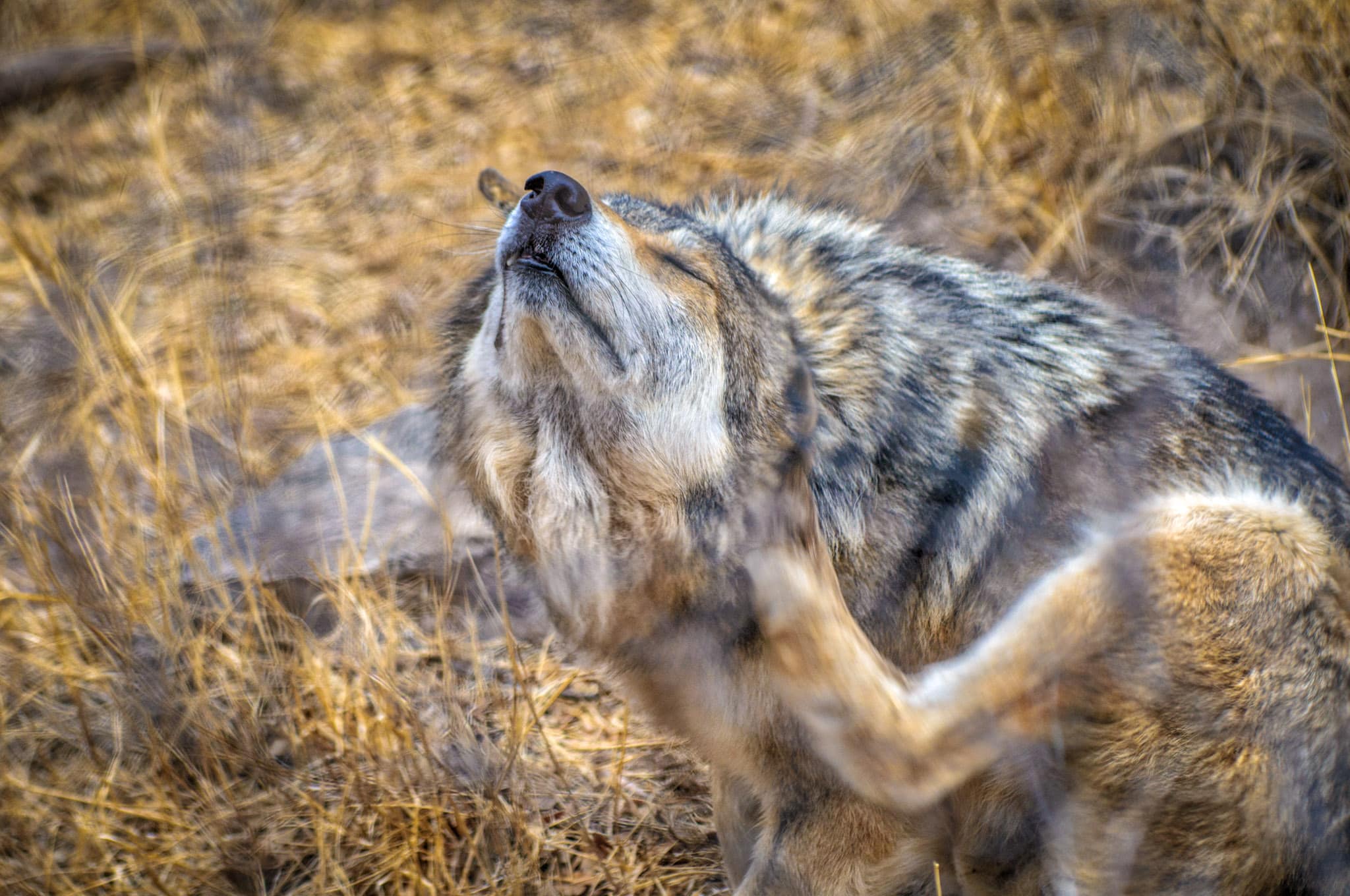 A Mexican Wold (Canis lupus baileyi) sratches his ear in the Living Desert Zoo and Gardens in Carlsbad, New Mexico.
