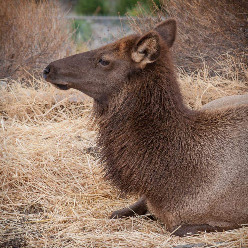 An elk cow poses for a portrait in the Living Desert Zoo and Gardens in Carlsbad, New Mexico.