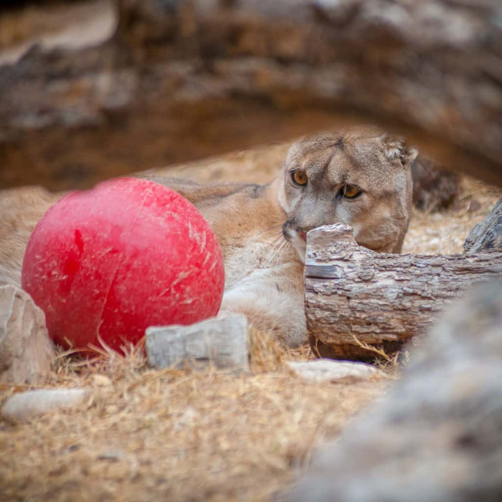 A Mountain Lion breaks off play with a big red ball to wat a toddler come close to the enclosure fence in the Living Desert Zoo and Gardens in Carlsbad, New Mexico.