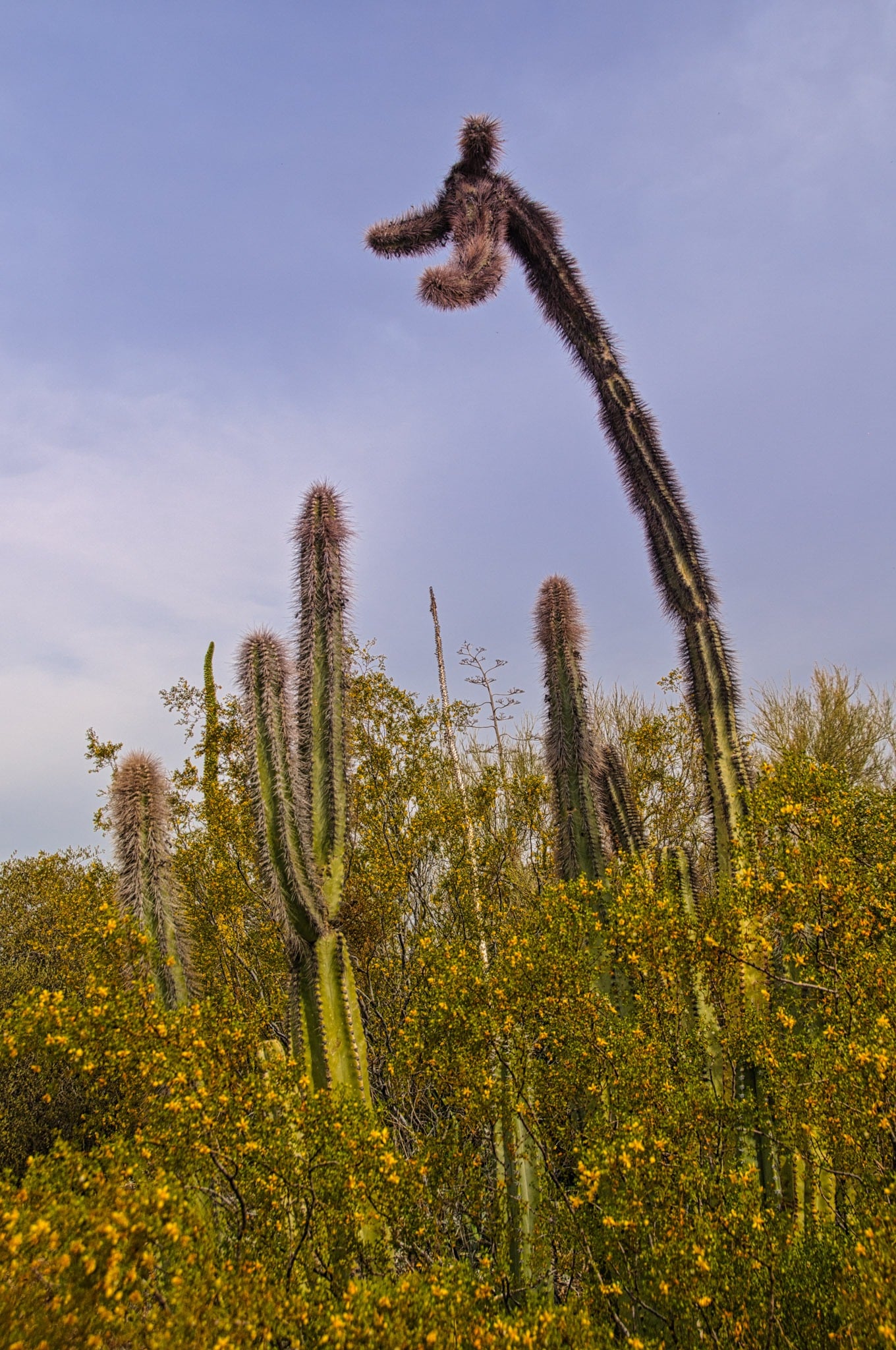 Senita cactus in the Arizona-Sonoma Desert Museum in Tucson, Arizona, looks like a giraffe.