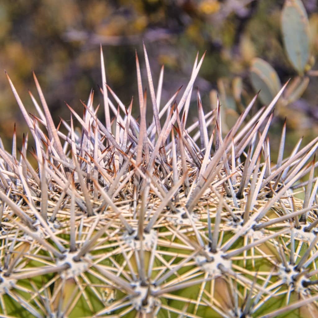 Top of a barrel cactus adorned with thorns. In the Arizona-Sonoma Desert Museum in Tucson, Arizona.