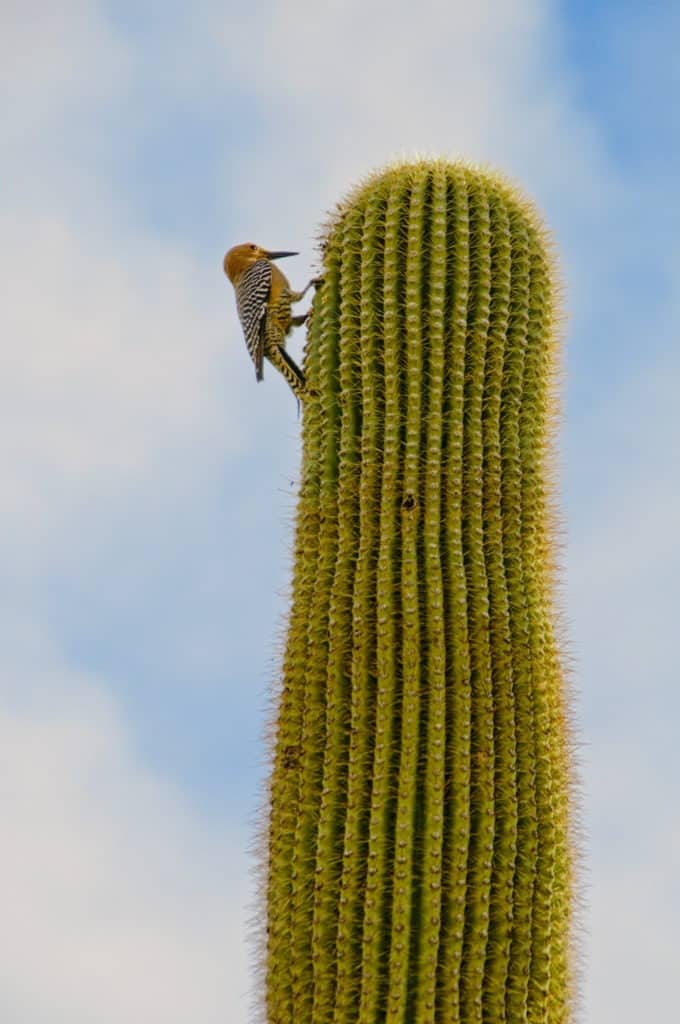 A Gila Woodpecker near his nest in a Saguaro Cactus in Saguaro National Park near Tucson, Arizona.