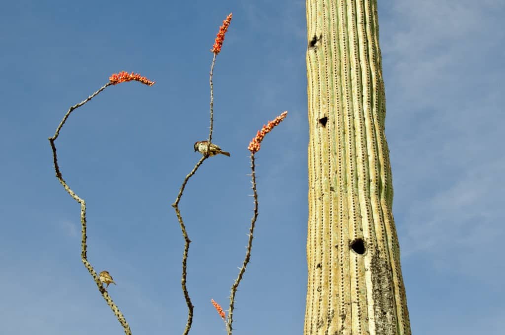 Ocotillo and saguaro in the Arizona-Sonoma Desert Museum in Tucson, Arizona.