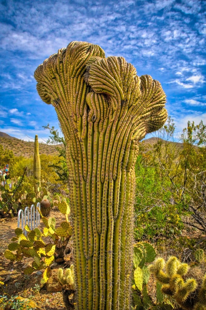 This Saguaro Cactus in the Arizona-Sonoran Desert Museum looks as if it has a turban.