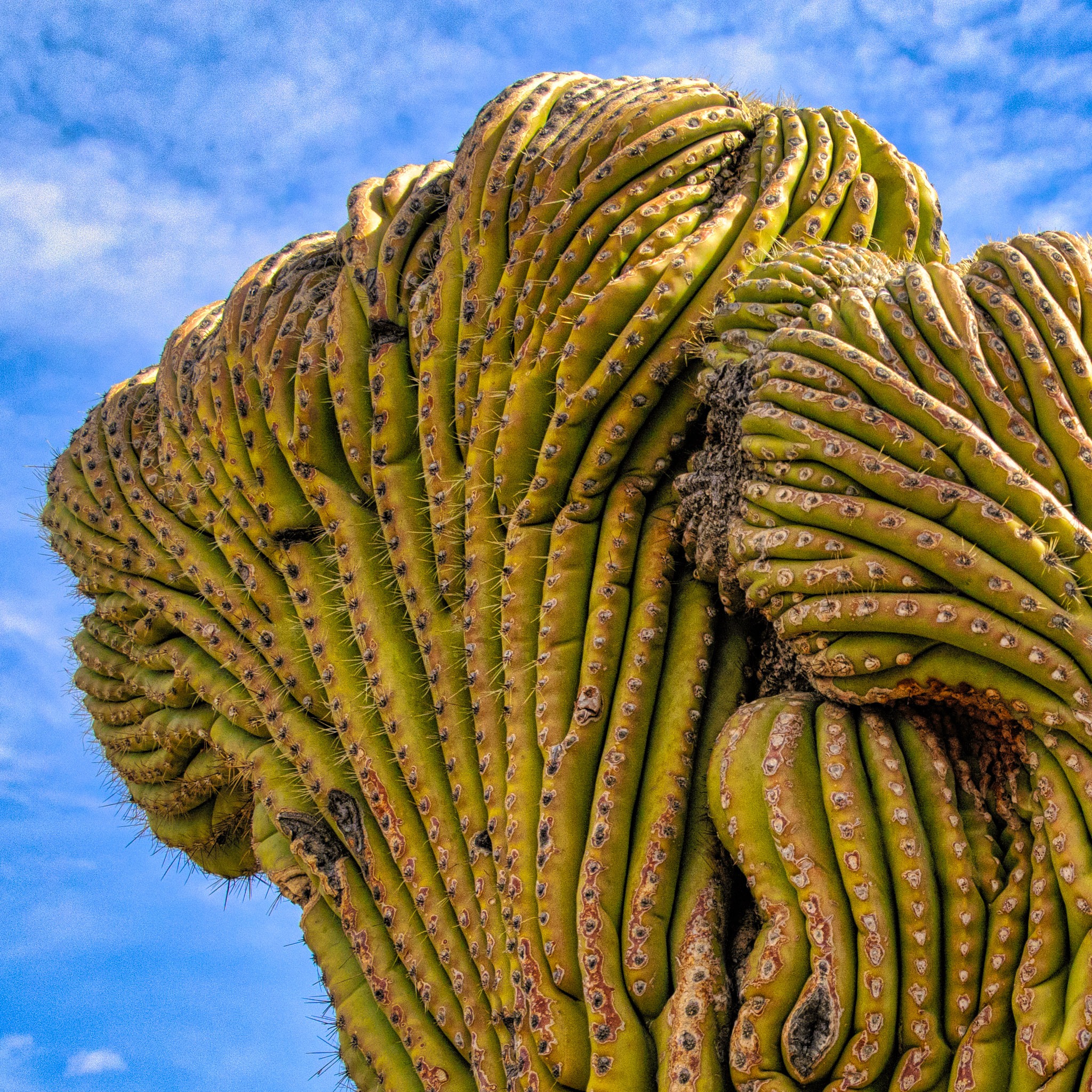This Saguaro Cactus in the Arizona-Sonoran Desert Museum looks as if it has a turban.