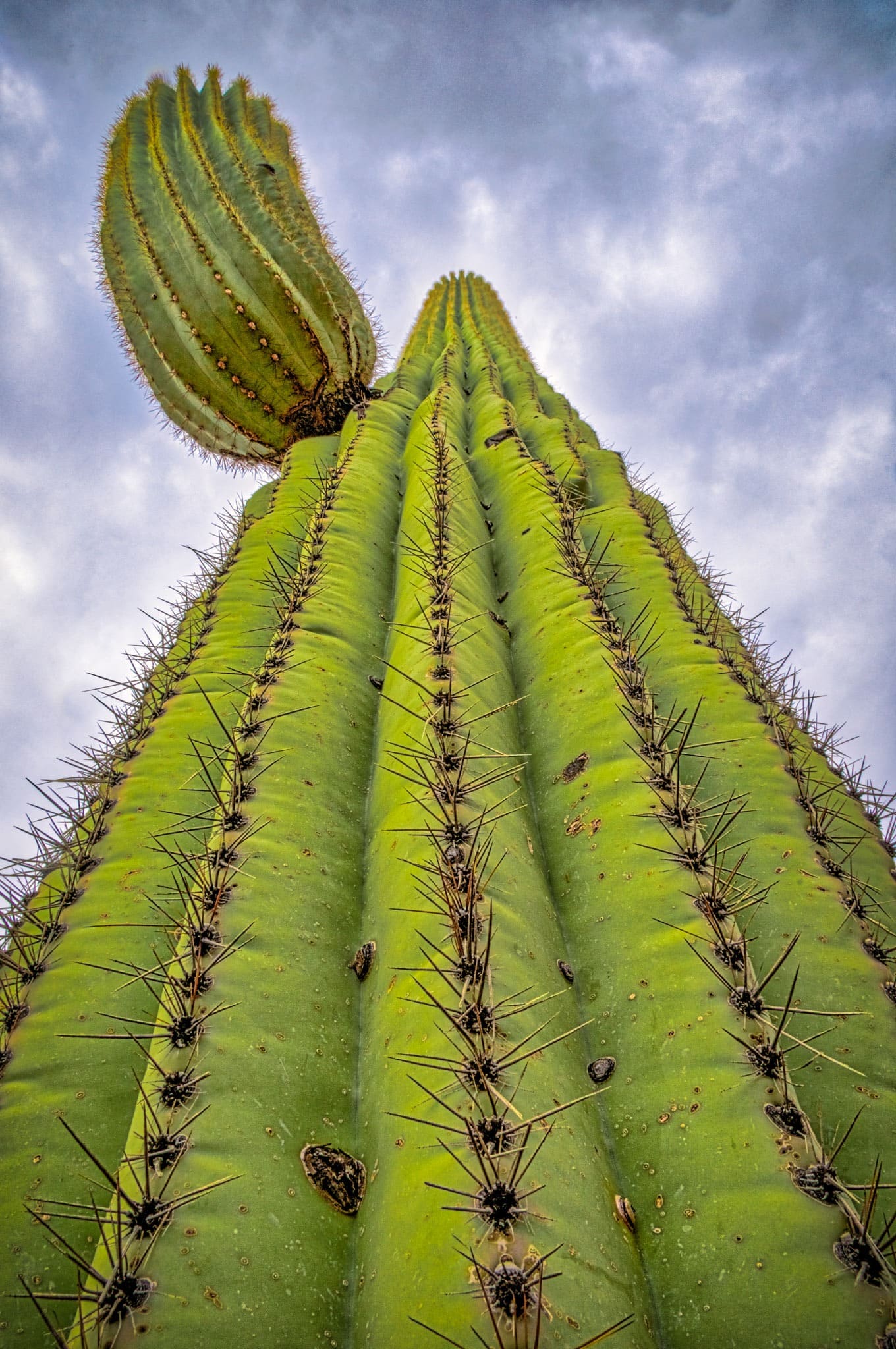 Looking up the side of a Saguaro cactus from its base in one of its arms.