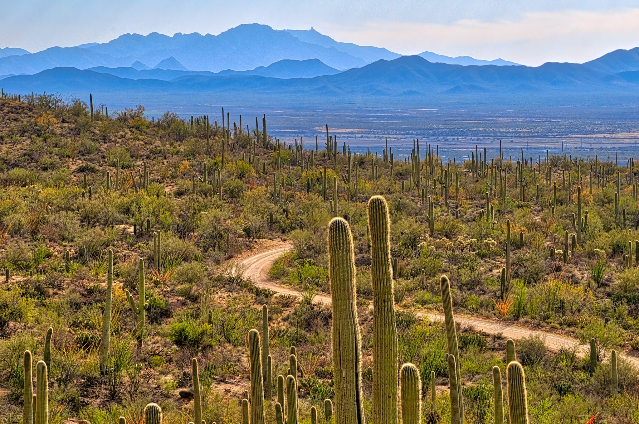 A view from a rise on Hohokam Road in Saguaro National Park near Tucson, Arizona.