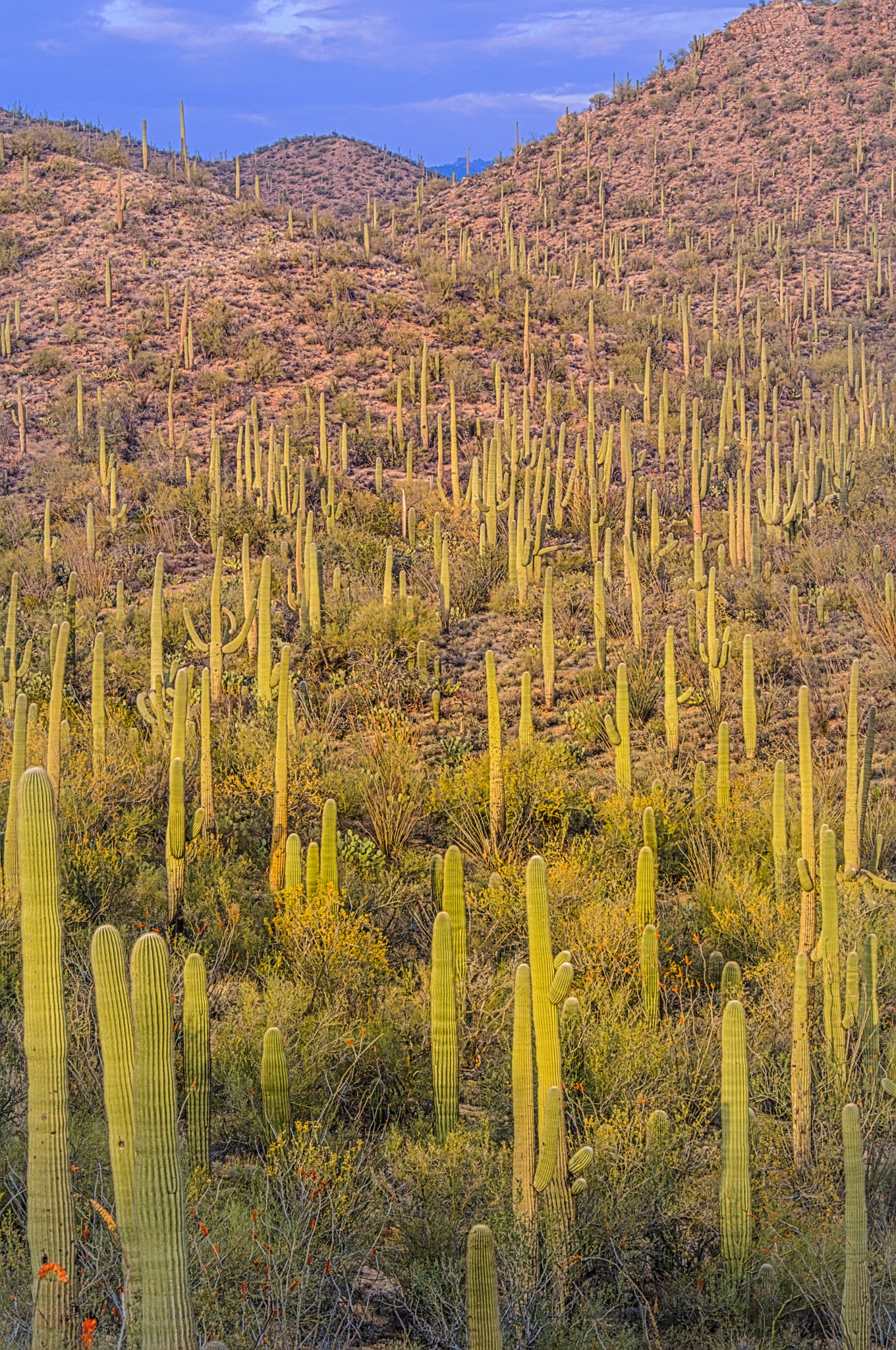 A view looking up a hillside of Saguaro Cacti along Bajada Wash Trail near Hohokam Road in Saguaro National Park, Tucson, Arizona.