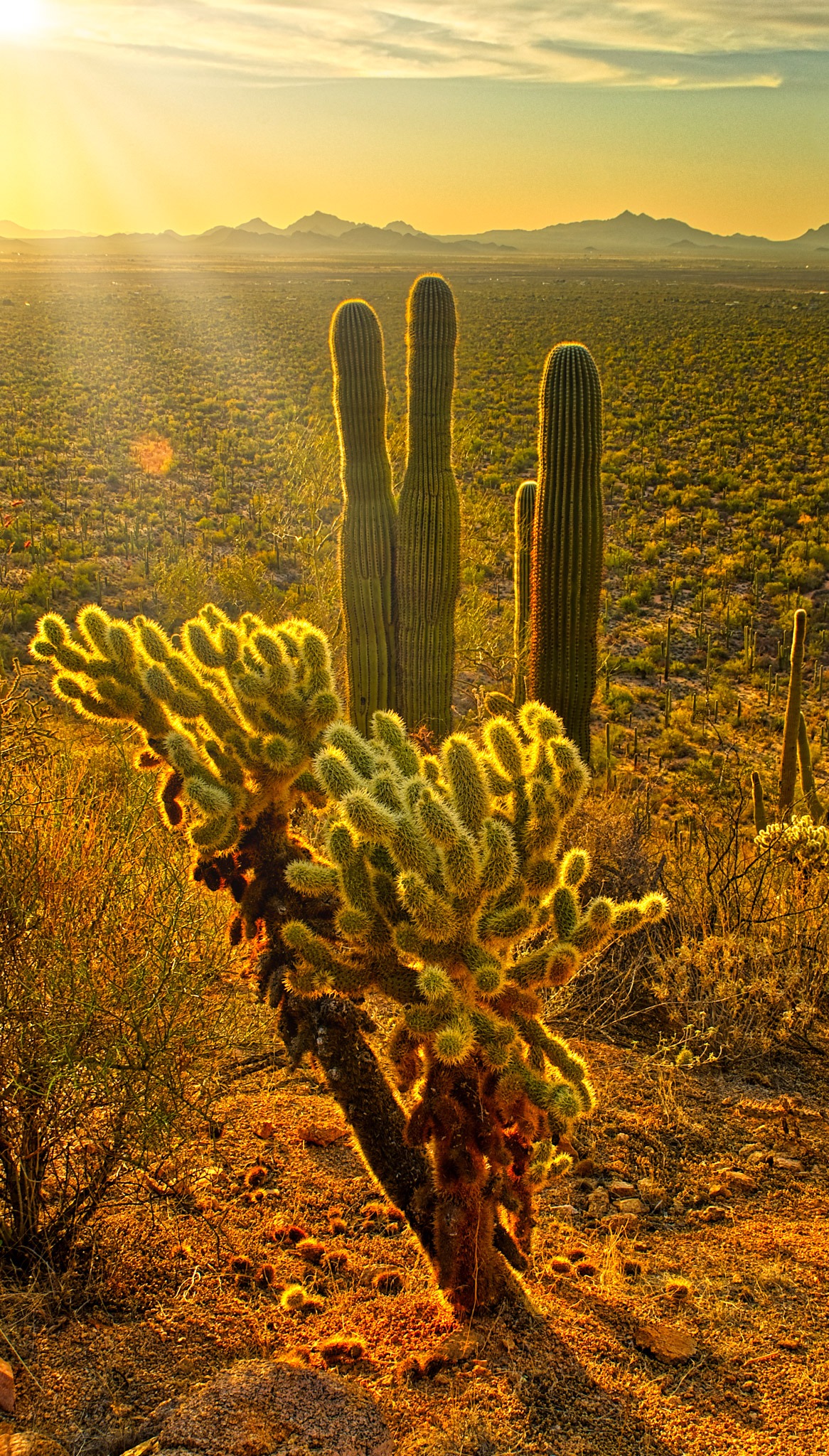 Saguaro Cactus and Teddy Bear Cholla in Saguaro National Park at sunset.