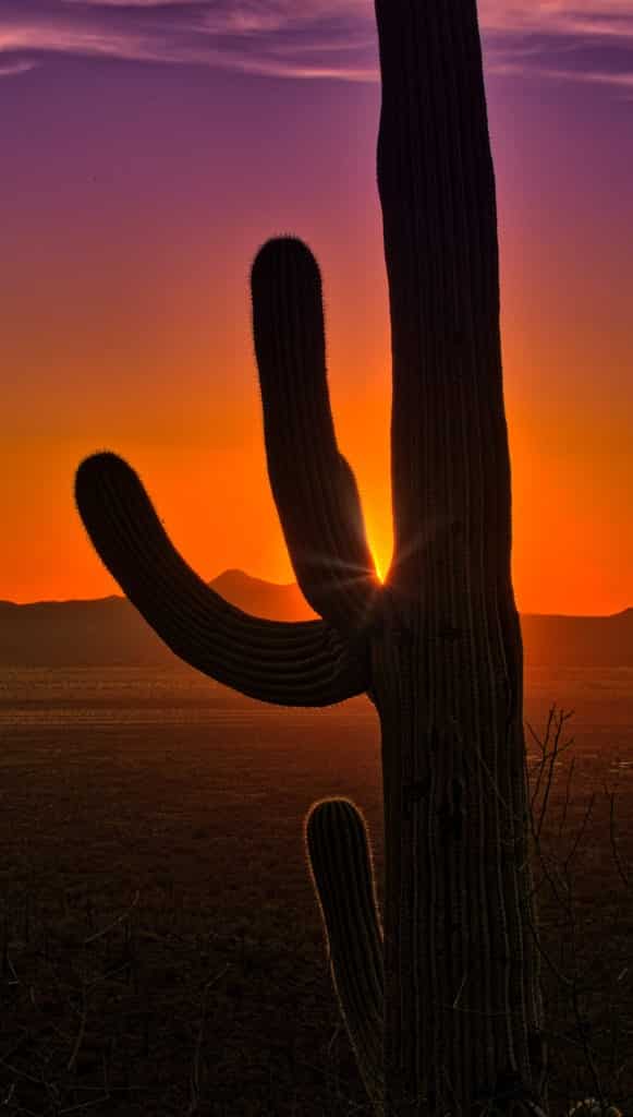 Saguaro cactus silhouetted by setting sun in Saguaro National Park, near Tucson, Arizona.