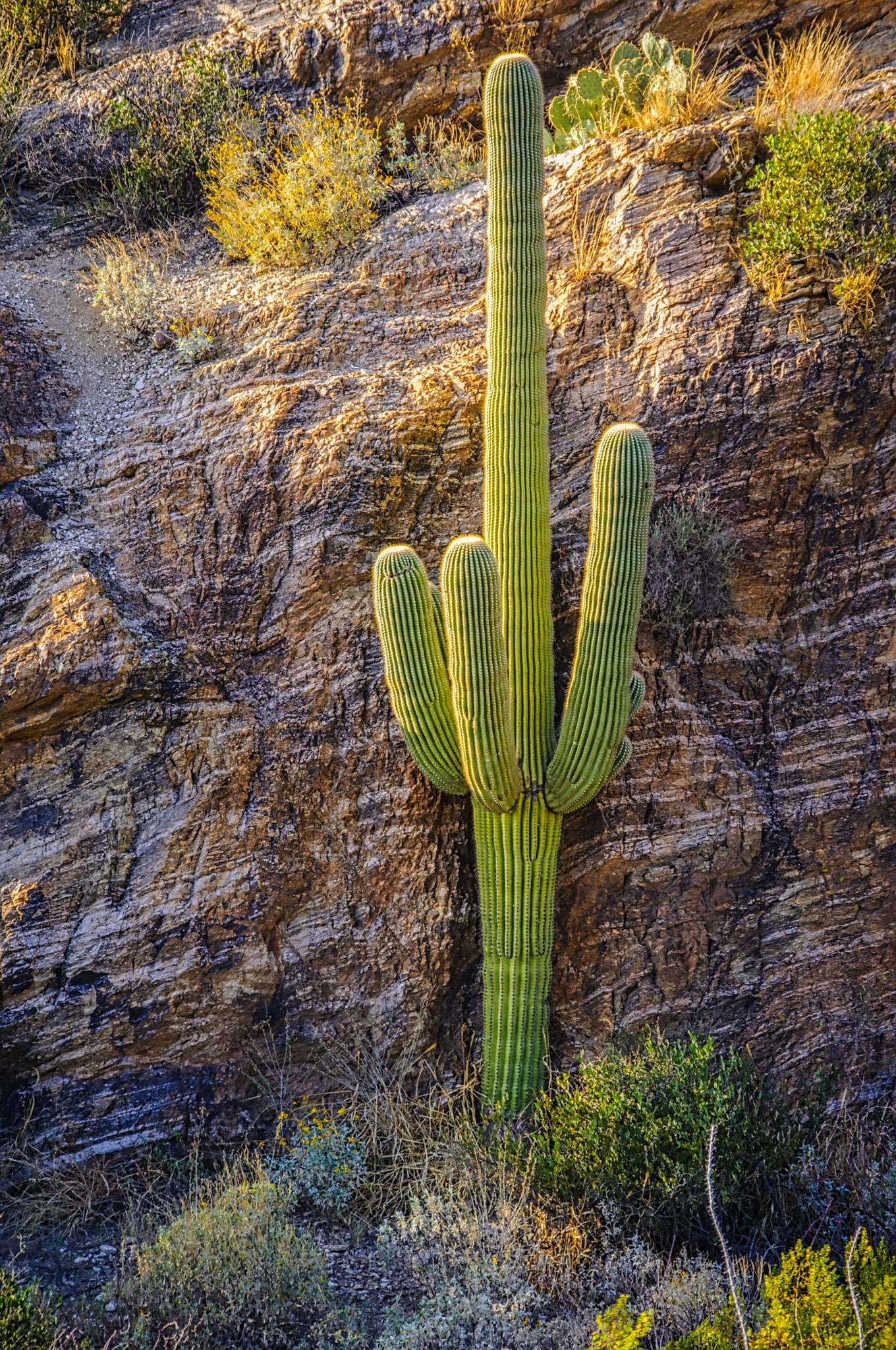 Saguaro cactus against a rock wall in Saguaro National Park near Tucson, Arizona.