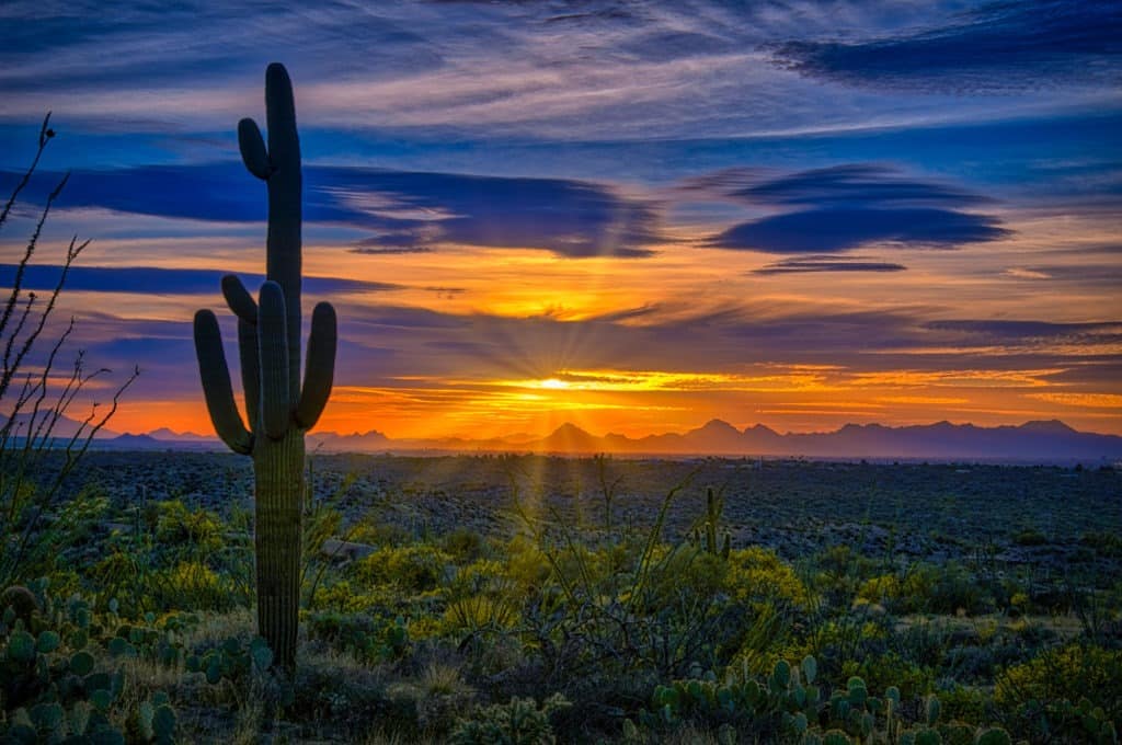 Saguaro cactus silhouetted by setting sun in Saguaro National Park.