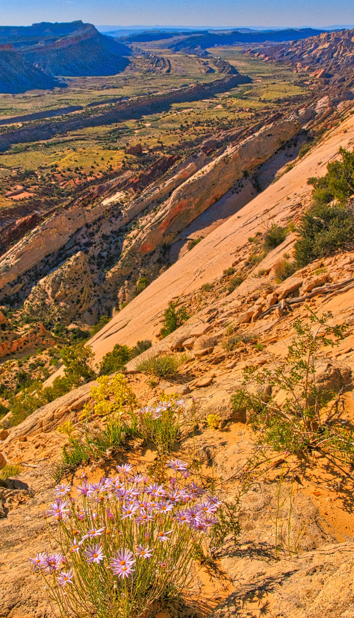 Looking south from Strike Valley Overlook in Capitol Reef National Park, with purple Utah Daisies in the foreground.