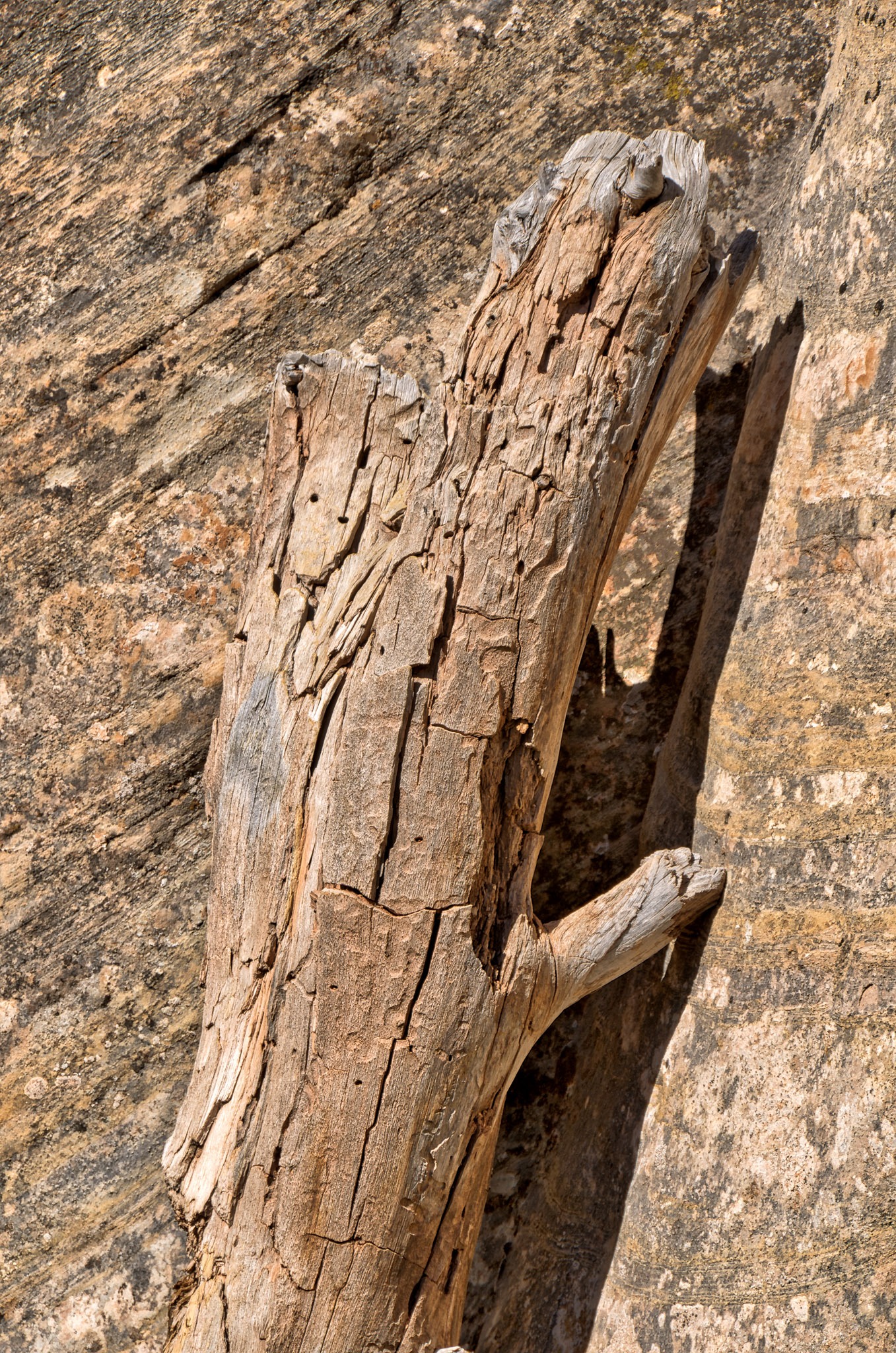 An old wood loog is propped up against similarly colored Wingate Sandstone along Upper Muley Twist Canyon Road, off Burr Trail in Capitol Reef National Park, Utah.